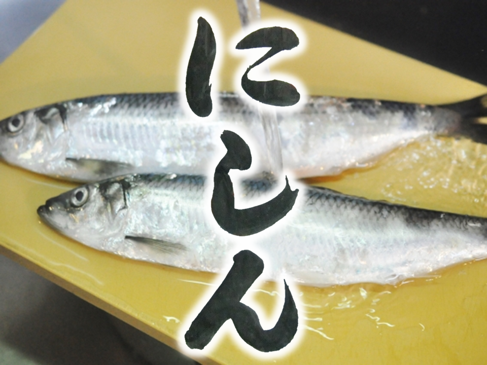 にしん　ニシン　Japanese Mackerel　