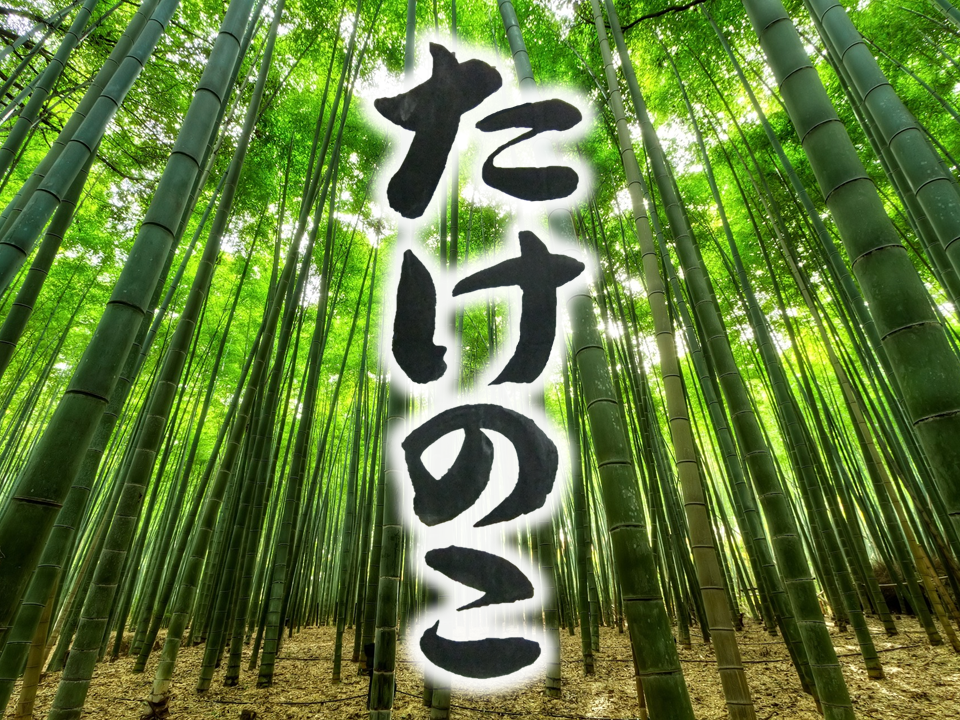 筍　たけのこ　笋　takenoko　bamboo shoot　