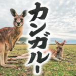 カンガルー　kangaroo