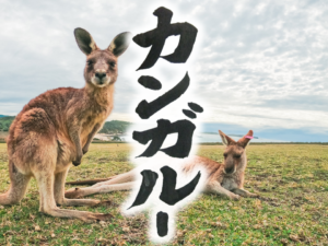 カンガルー　kangaroo